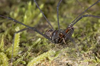Media type: image;   Invertebrate Zoology 133443